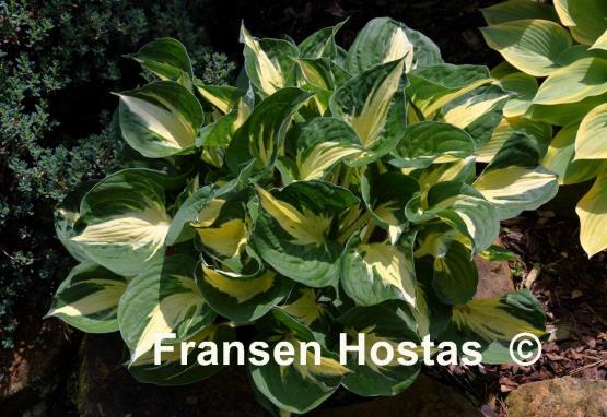 Hosta Pathfinder